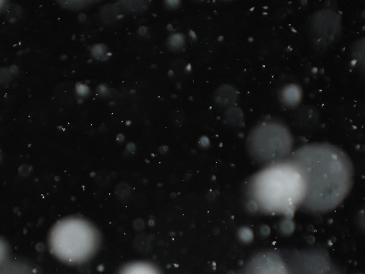 Weiße schwebende Partikel vor schwarzem Hintergrund